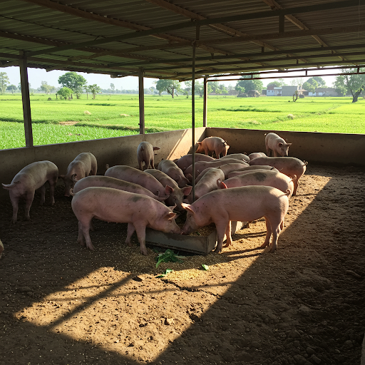 Sustainable Modern Pig Farm Feeding Style
