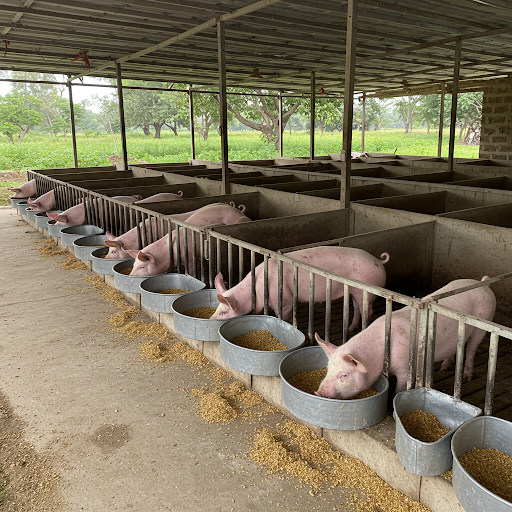 Sustainable Modern Pig Farm Piglets Eating